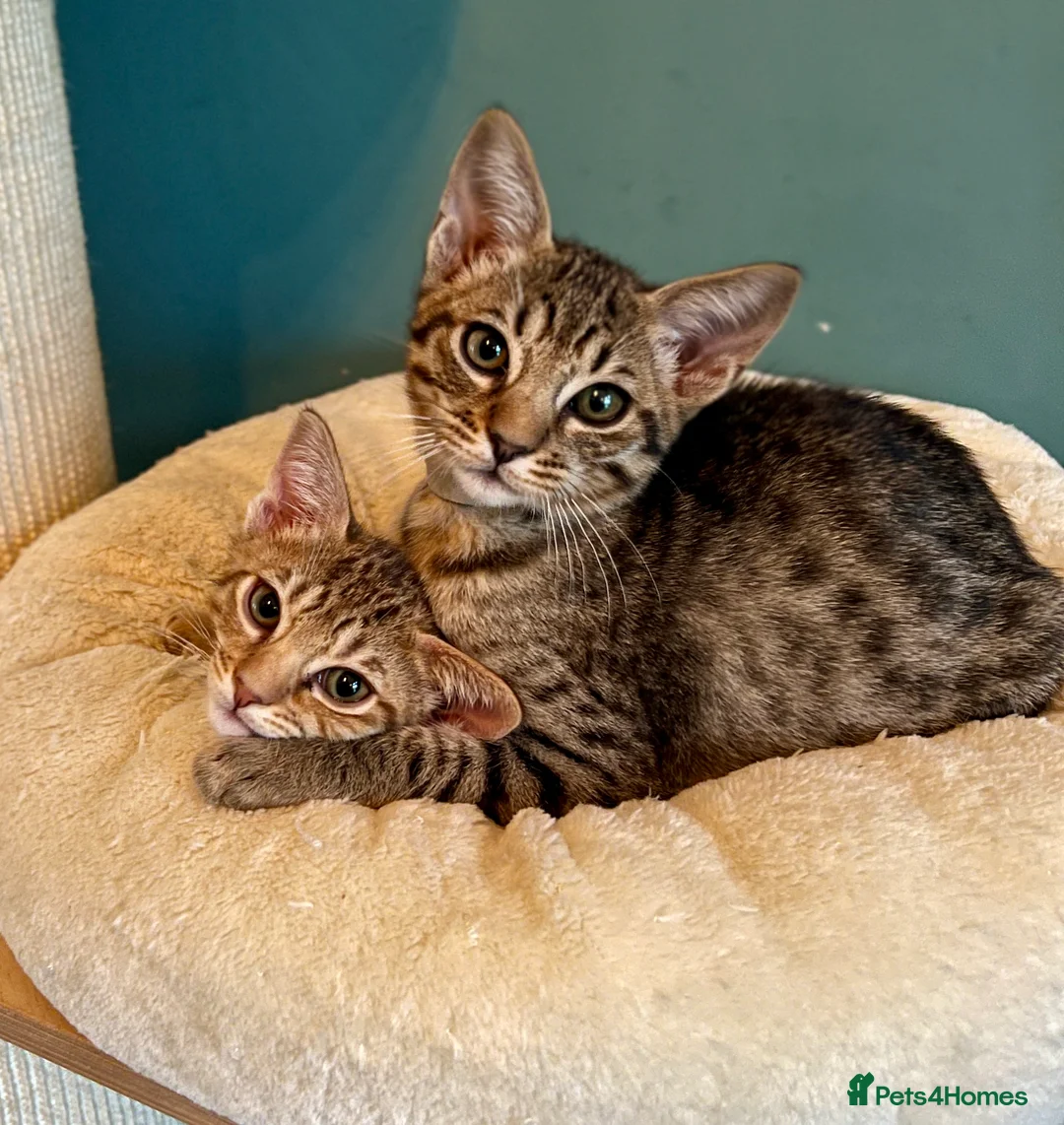 Ocicat cats for sale: Two delightful Ocicat boys available - Advert 1