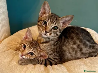 Ocicat cats Two delightful Ocicat boys available - Advert 2
