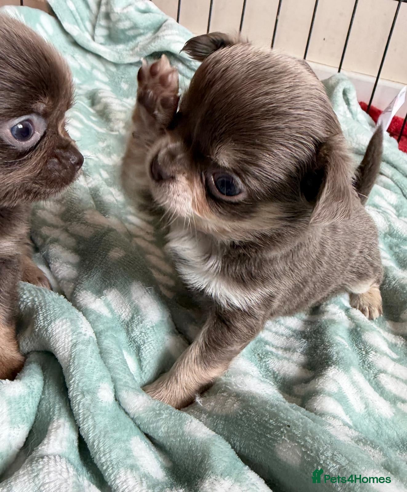 Chihuahua dogs for sale: Gorgeous lilac long coat girls and boys - Advert 6