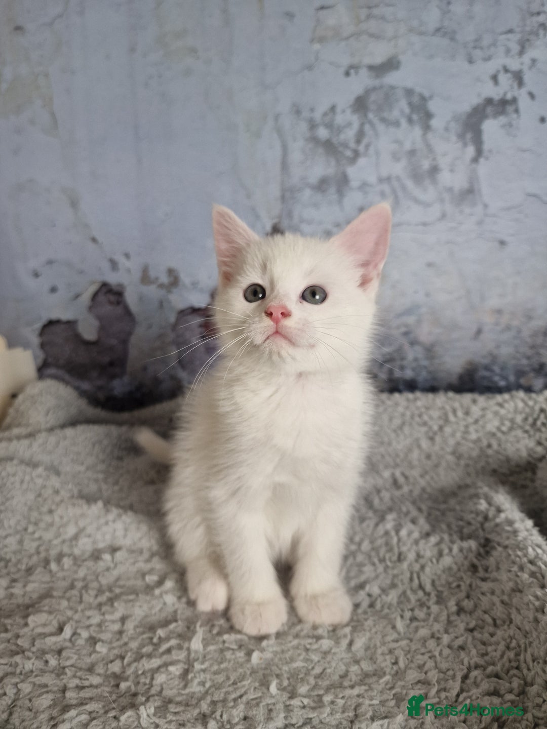 Mixed Breed cats for sale: Lovely kittens from a white odd-eyed mother. - Advert 12
