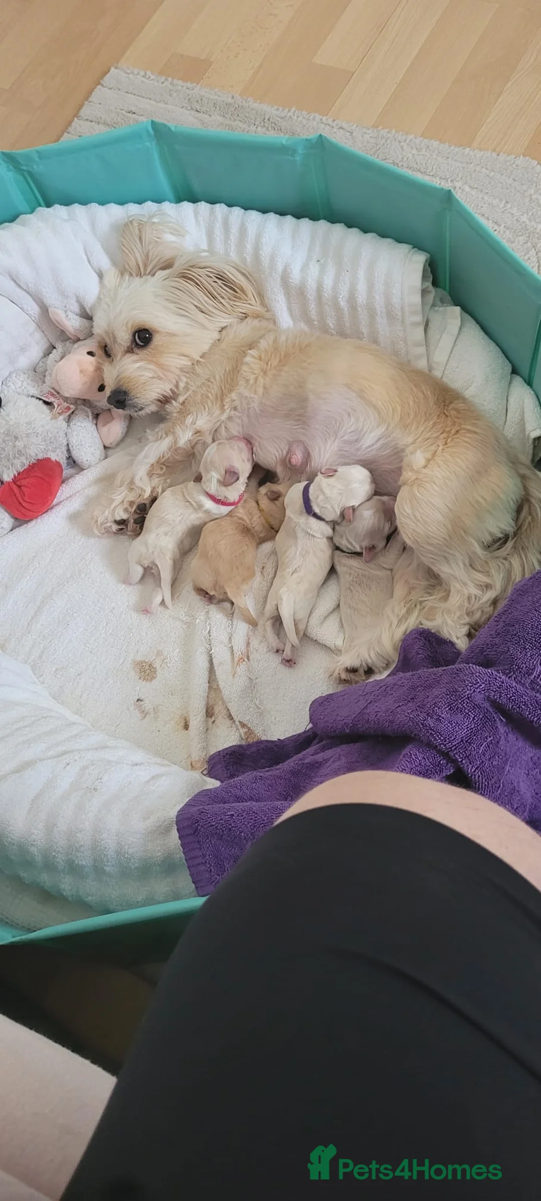 Maltipoo dogs for sale: Beautiful Maltipoo puppies available in July - Advert 2
