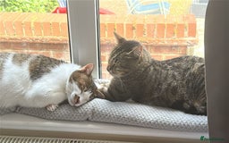 Mixed Breed cats for adoption: [Indoors only] Tom, Bryan, Ezzie: cuddliest boys - Image 26