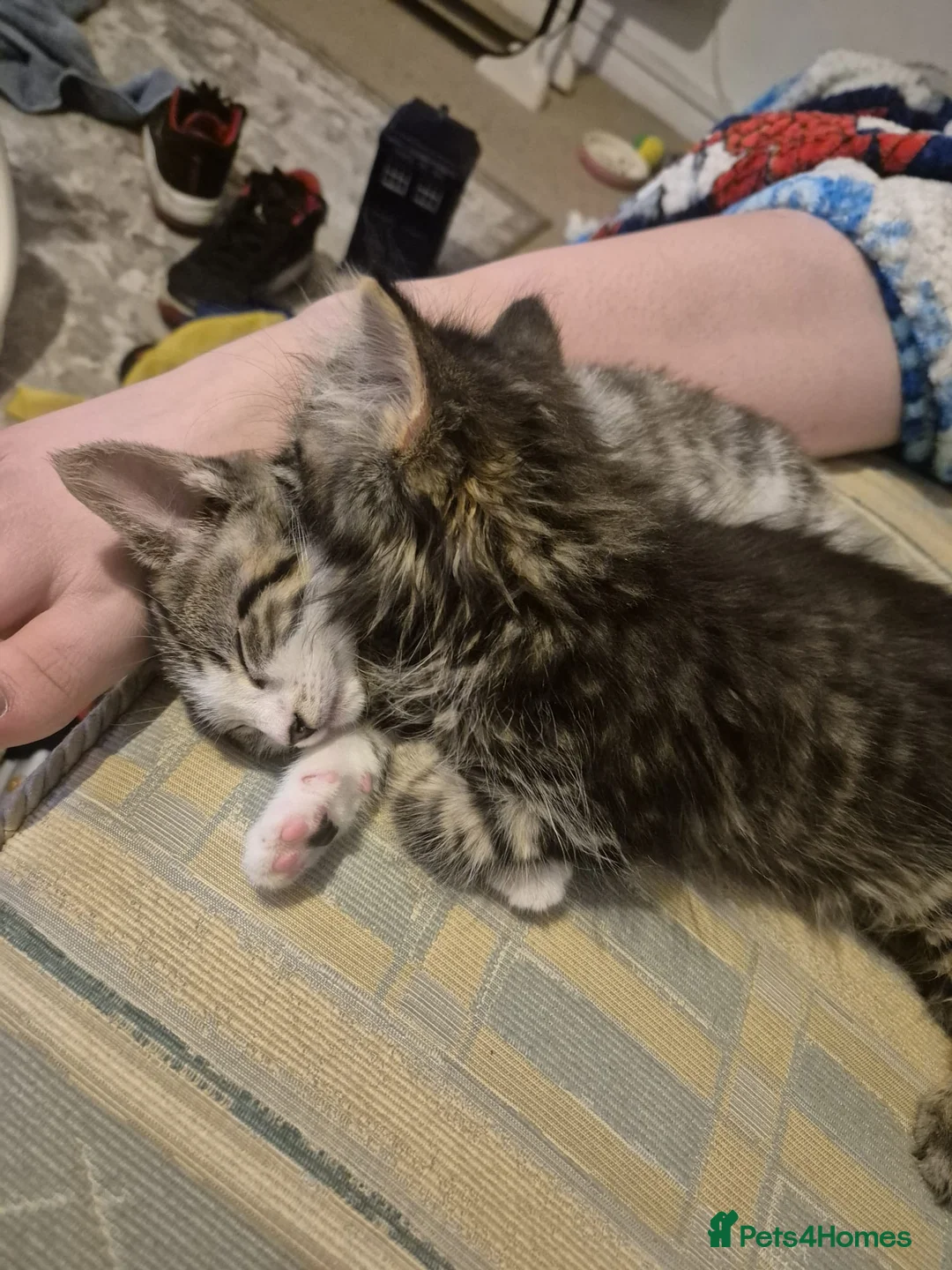 British Shorthair cats for sale: 2 Beautiful Sisters For Rehoming in Staines - Advert 22