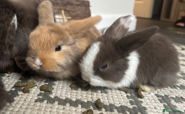 Mini Lop rabbits - Advert 13