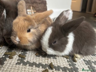 Mini Lop rabbits - Advert 12