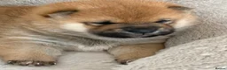Japanese Shiba Inu dogs for sale: Clear DNA red Shiba Inu puppy champion parents - Advert 6