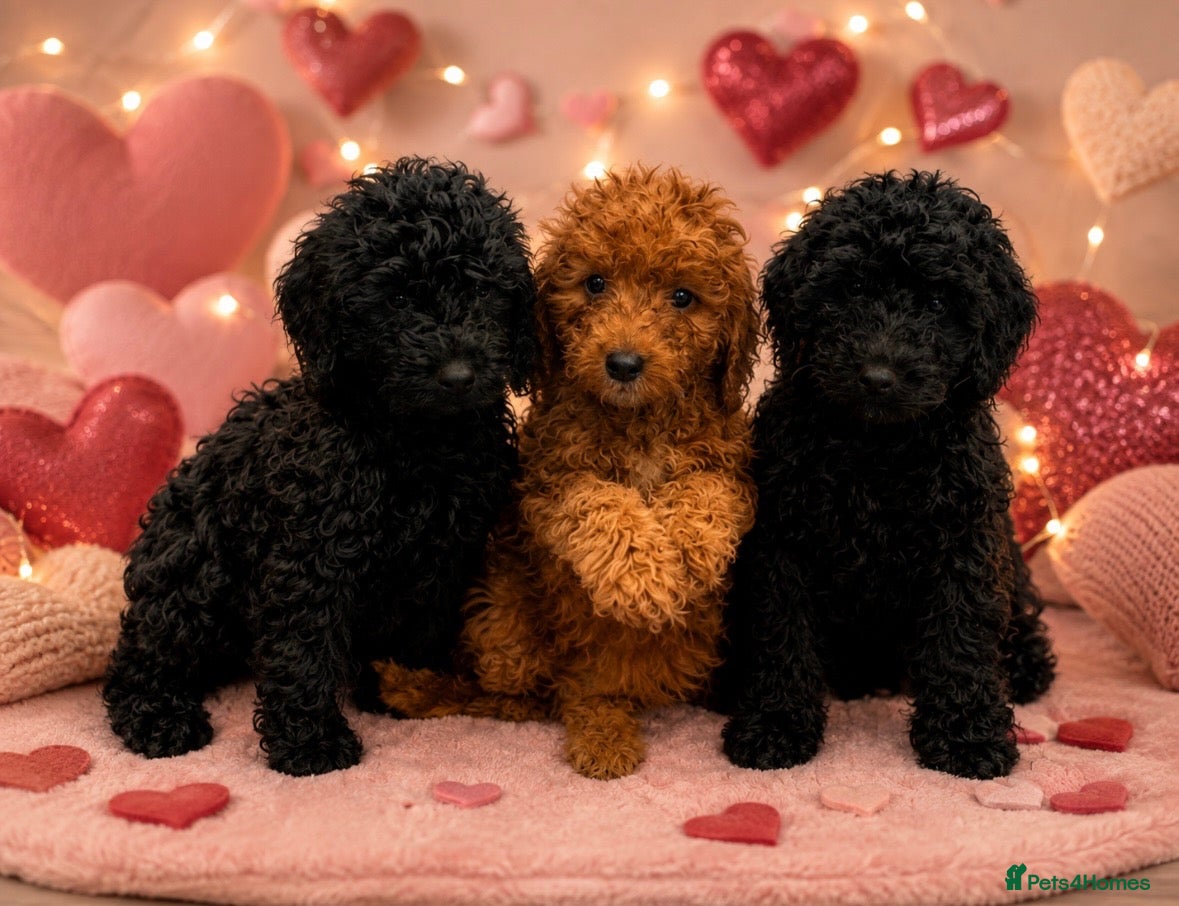 Cockapoo dogs Fabulous F1 cockerpoo’s  - Advert 1