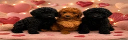 Cockapoo dogs for sale: Fabulous F1 cockerpoo’s  - Advert 1