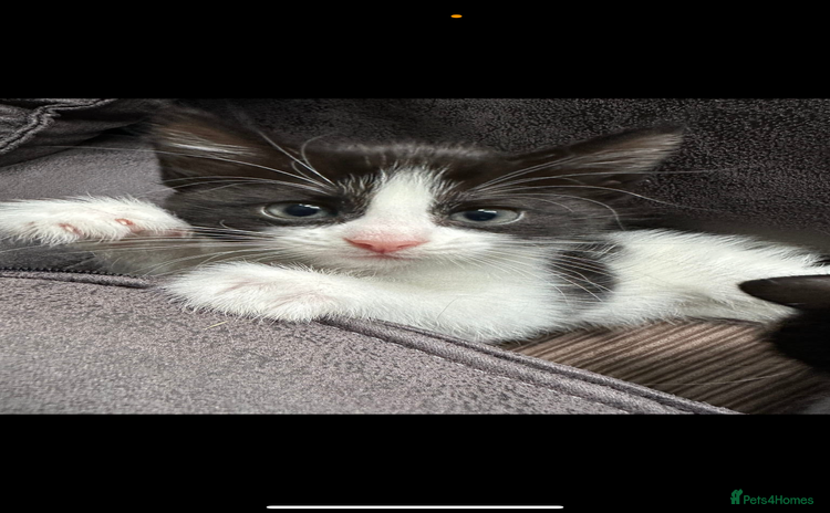 British Shorthair cats - Advert 2