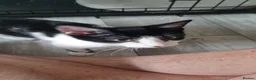Domestic Shorthair cats for adoption: Marmite & Alberto - Adopt Cats in Crisis East Ldn - Advert 2