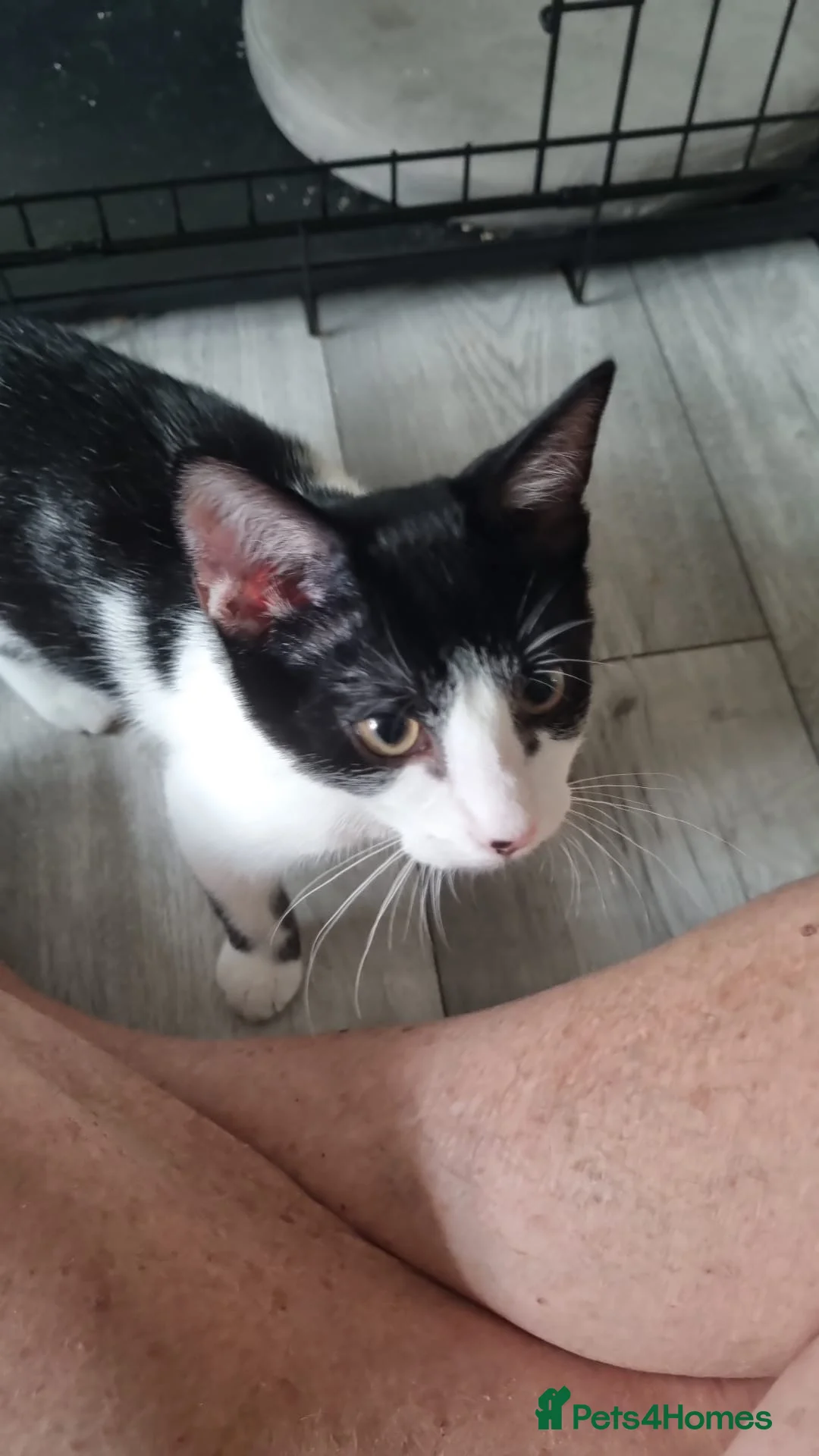 Domestic Shorthair cats for adoption: Marmite & Alberto - Adopt Cats in Crisis East Ldn - Advert 2