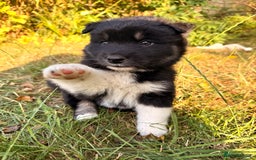 Pomsky dogs for sale: F4 HUSKY MARKED blue eyed Pups! ❄️ HEALTH TESTED - Image 7