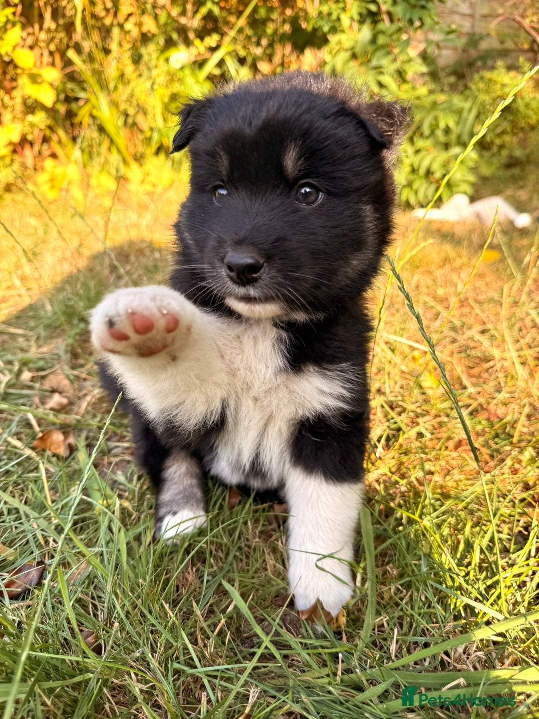 Pomsky dogs for sale: F4 HUSKY MARKED blue eyed Pups! ❄️ HEALTH TESTED - Image 7