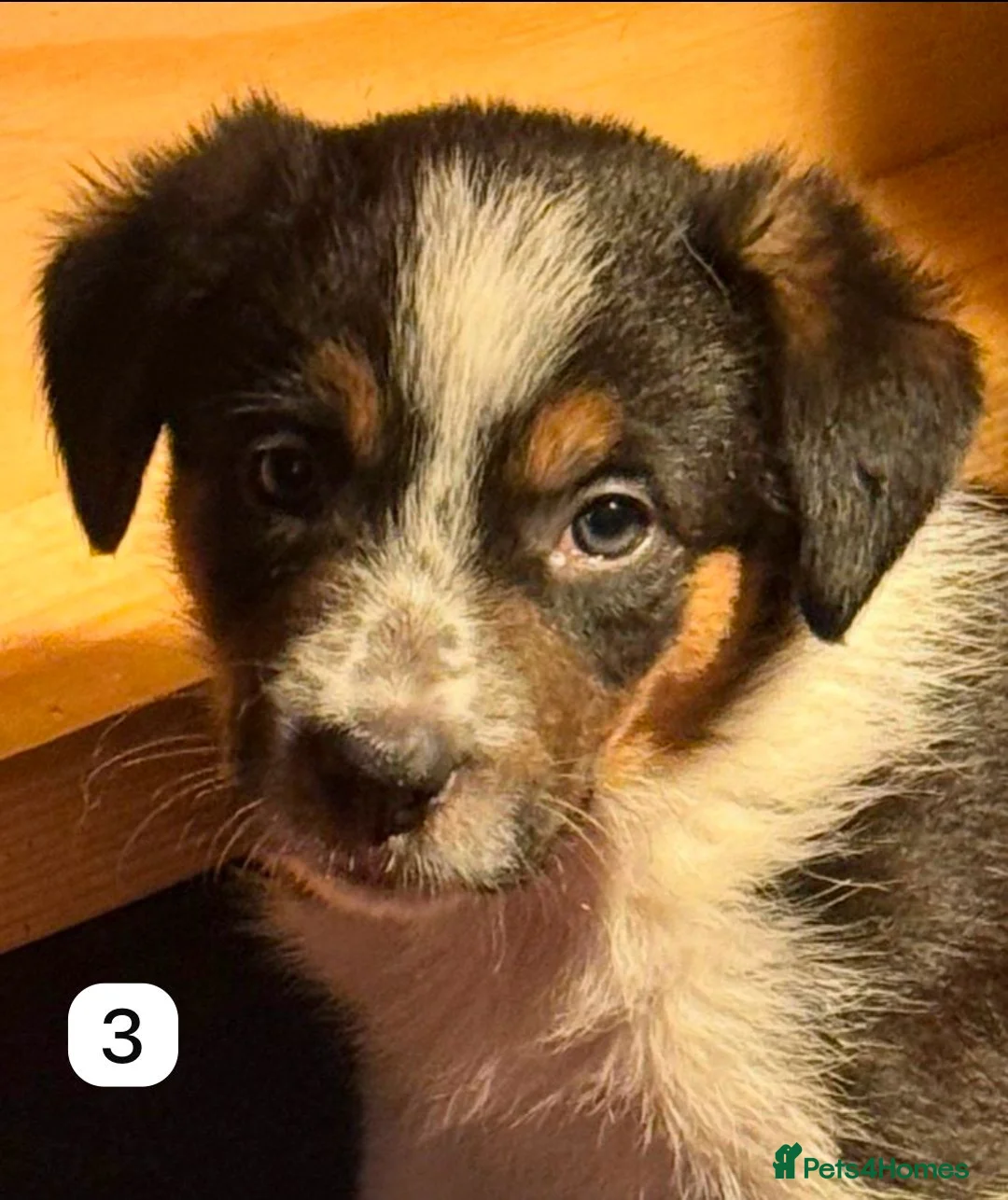 Border Collie dogs for sale: Border Collie Puppies Tri Colour in Carlisle - Advert 4