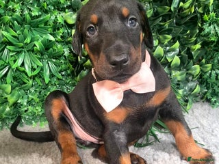 Dobermann dogs KC REGISTERED HEALTH TESTED EUROPEAN DOBERMAN PUPS - Advert 6