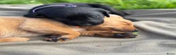 Labrador Retriever dogs for sale: Labrador puppies for sale - Advert 4