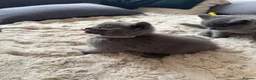 British Shorthair cats for sale: 5 British Shorthair Kittens 🐈‍⬛  - Advert 9