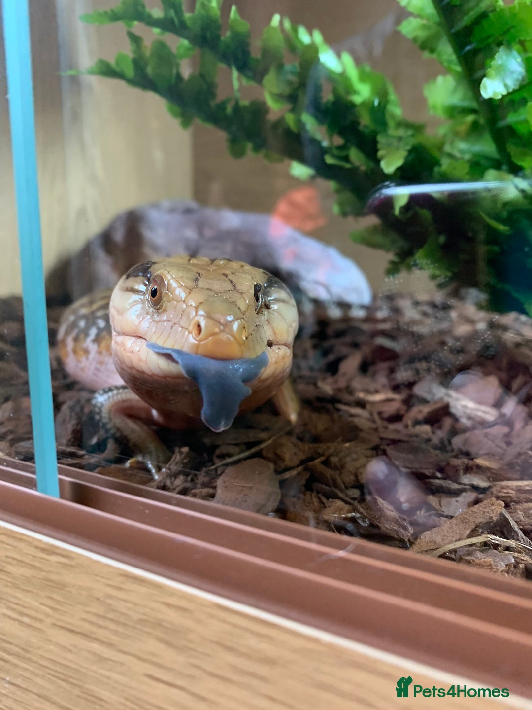 Skink reptiles for sale: Blue Tongue Skink  - Advert 1