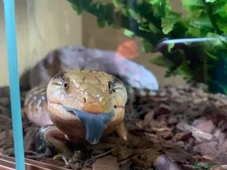 Skink reptiles Blue Tongue Skink - Advert 2