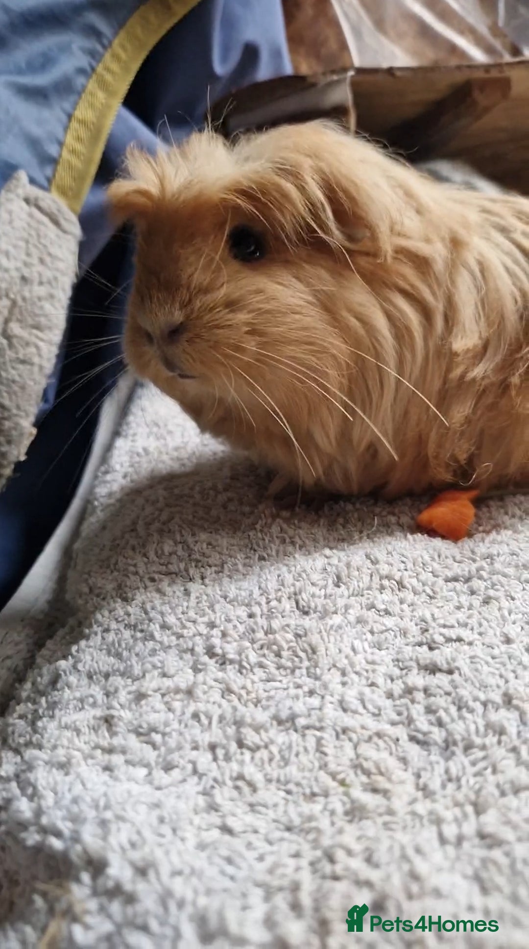 Guinea Pig rodents for sale: Beauitful Coronet breed female  - Advert 6