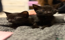 Mixed Breed cats for sale: Two black kittens ready to go now  - Image 3