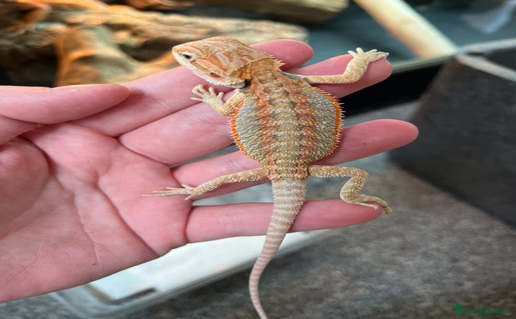 Bearded Dragon reptiles - Advert 1