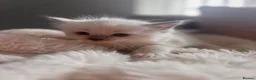 Ragdoll cats for sale: GCCF reg ragdolls - Advert 9