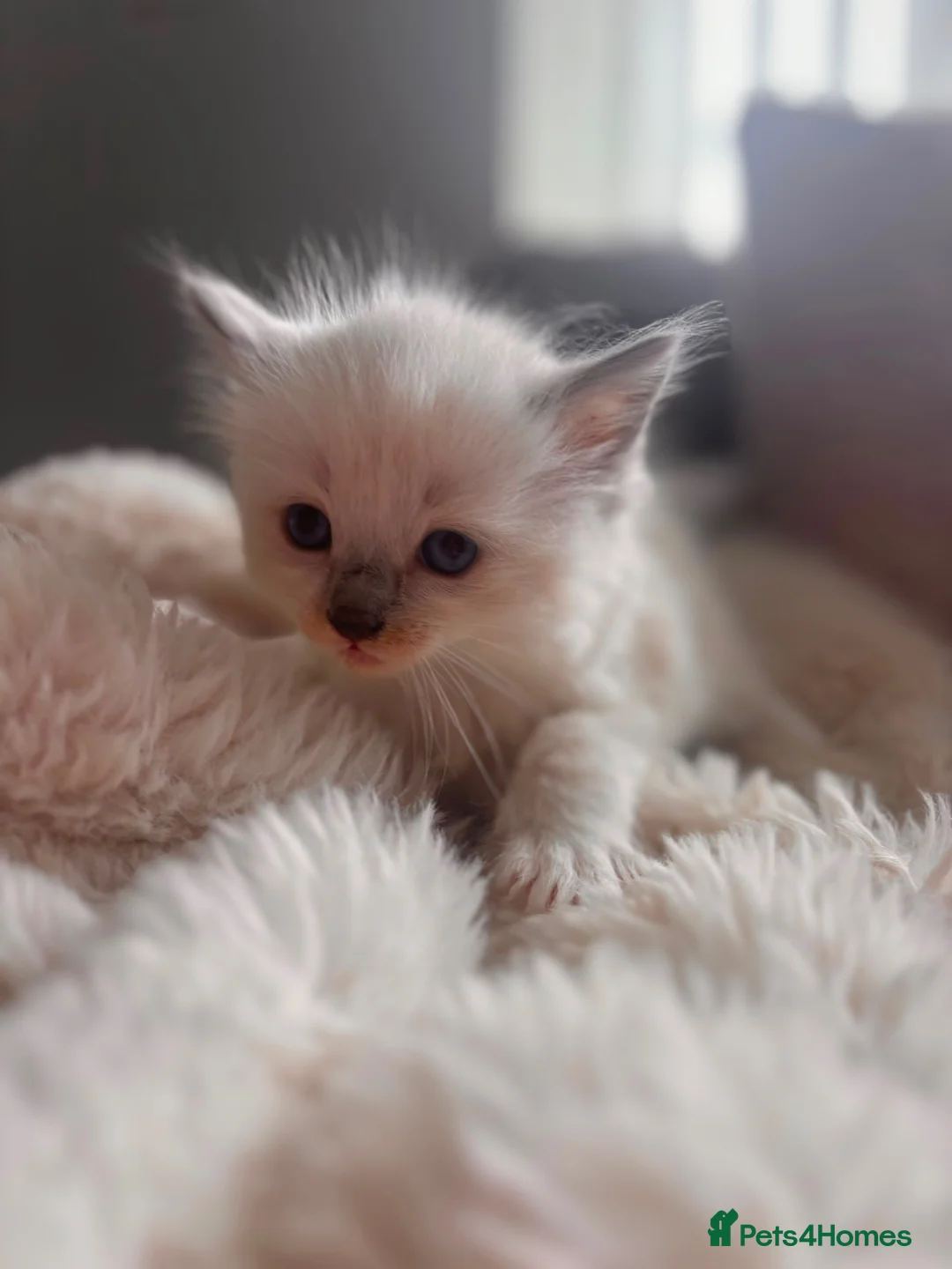 Ragdoll cats for sale: GCCF reg ragdolls - Advert 9