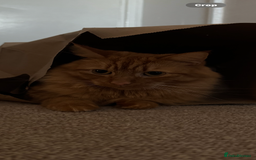 British Longhair cats for sale: Luca - domestic long hair - Image 5