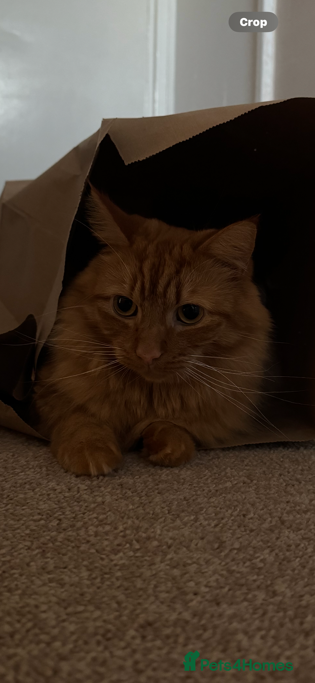 British Longhair cats for sale: Luca - domestic long hair - Image 5