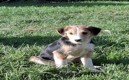 Mixed Breed dogs for sale: Sheepdog puppies - Image 7