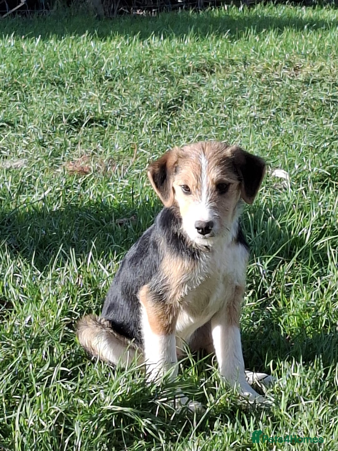 Mixed Breed dogs for sale: Sheepdog puppies - Image 7