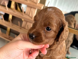 Cockapoo dogs Red Toy F1B cockapoo - Advert 5