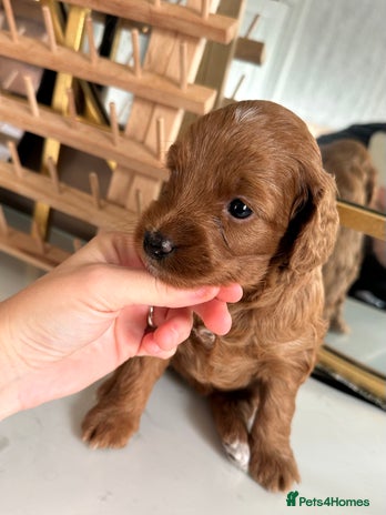 Cockapoo dogs Red Toy F1B cockapoo - Advert 4