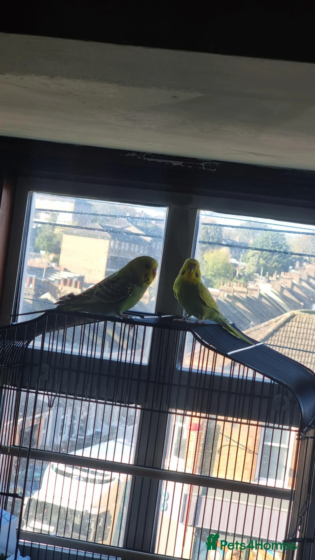 Budgerigars birds for sale: budgies  in Rochester - Advert 3