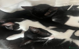 Mixed Breed cats for sale: Two charming female kittens - Image 14