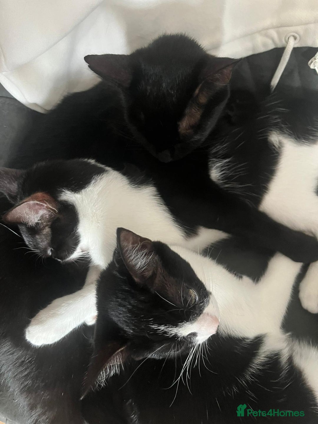 Mixed Breed cats for sale: Two charming female kittens - Image 14