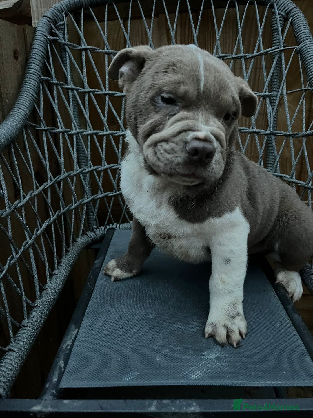 Mixed Breed dogs for sale: British bulldog cross chowpei puppies - Advert 4