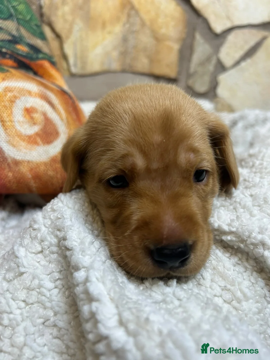 Labrador Retriever dogs for sale: Nine little puppies Nine gorgeous personalities 🐶 - Advert 24
