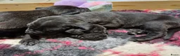 Great Dane dogs for sale: Black Great Dane Puppies  - Advert 10