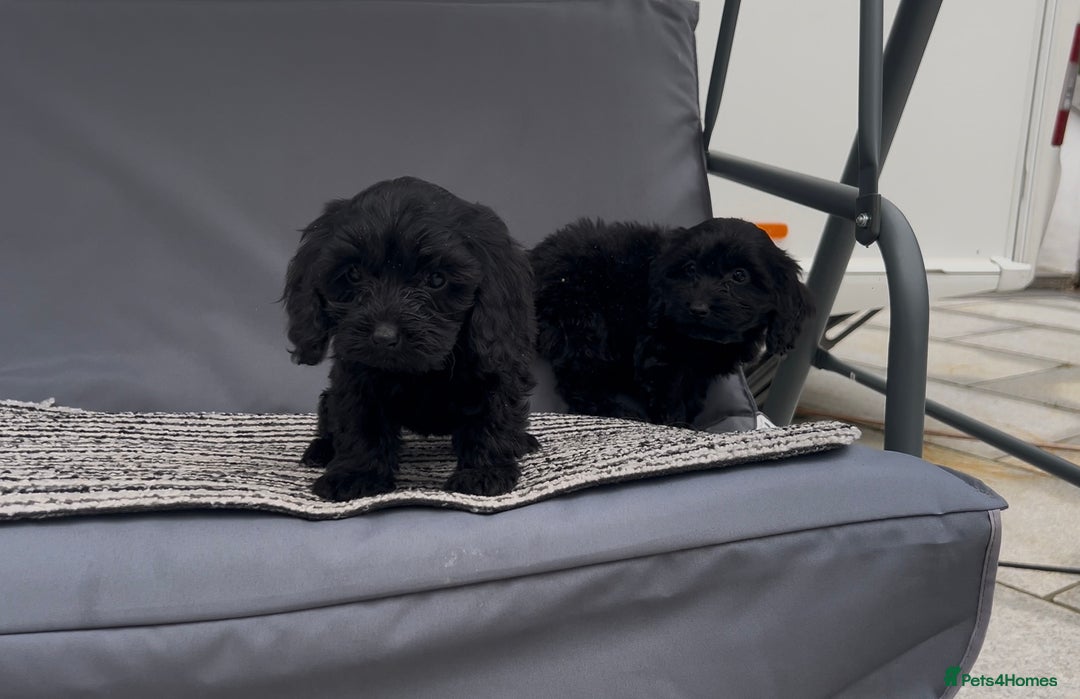 Cockapoo dogs for sale: Cockapoo Puppies  - Image 2