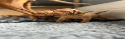Hungarian Vizsla dogs for sale: Exceptional Pedigree Hungarian Vizsla Puppies - Advert 11