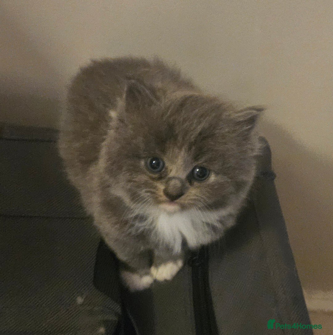 Mixed Breed cats for sale: Beautiful fluffy kitten  - Advert 12