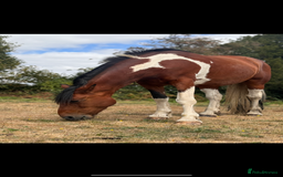 Irish Draught horses for sale: ID X  - Image 6