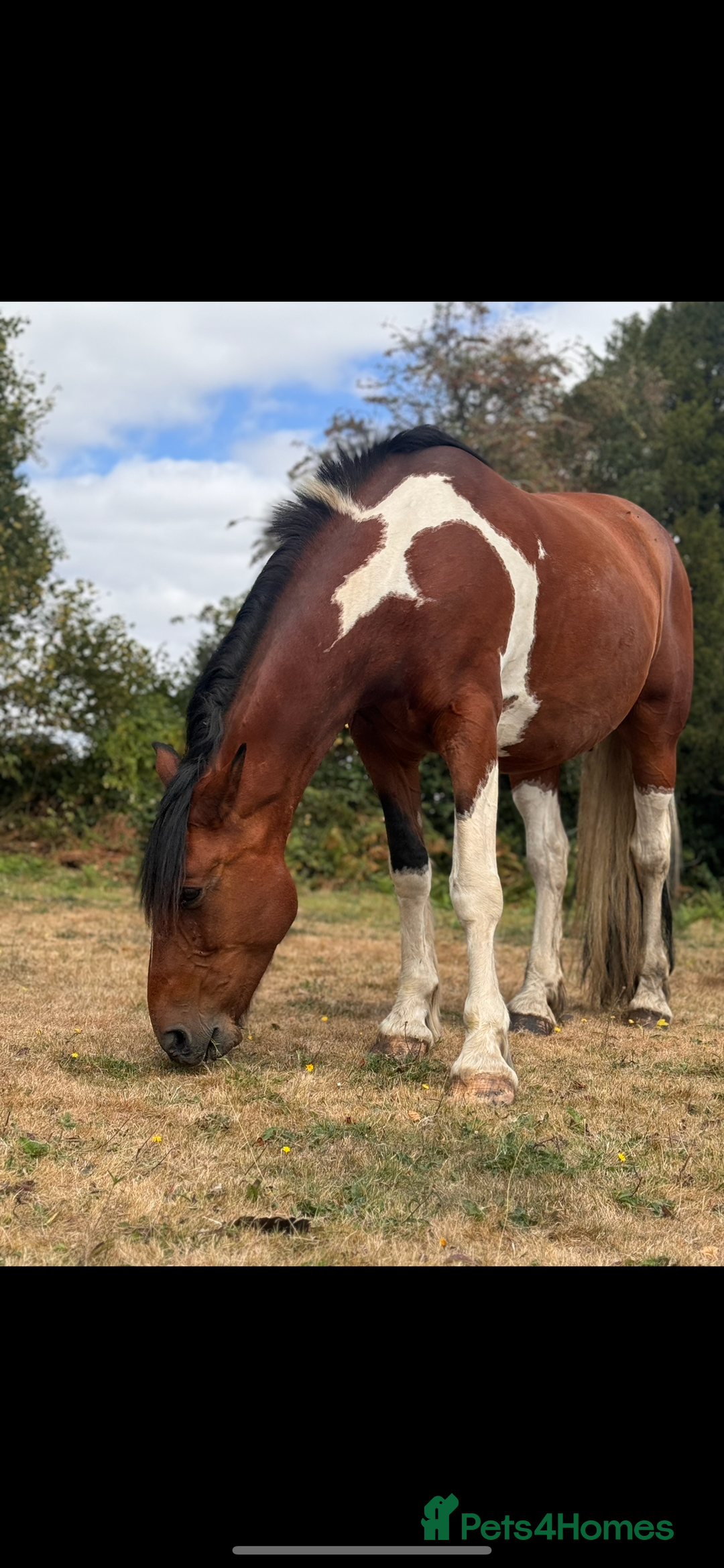 Irish Draught horses for sale: ID X  - Image 6
