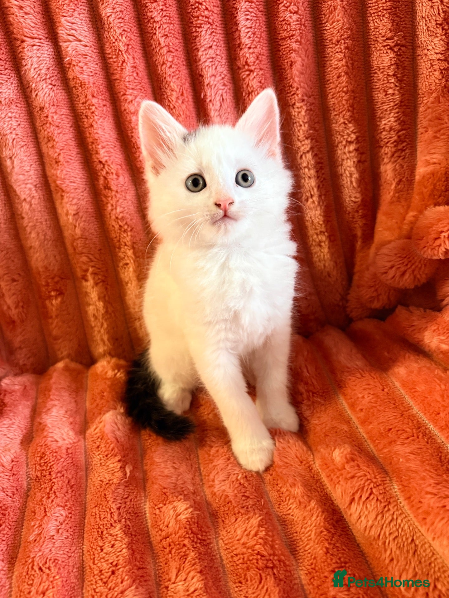 Mixed Breed cats Gorgeous Fluffy Kittens Looking for Forever Homes - Advert 10