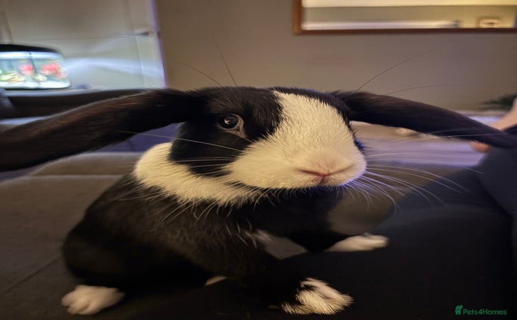 Mixed Breed rabbits - Advert 1
