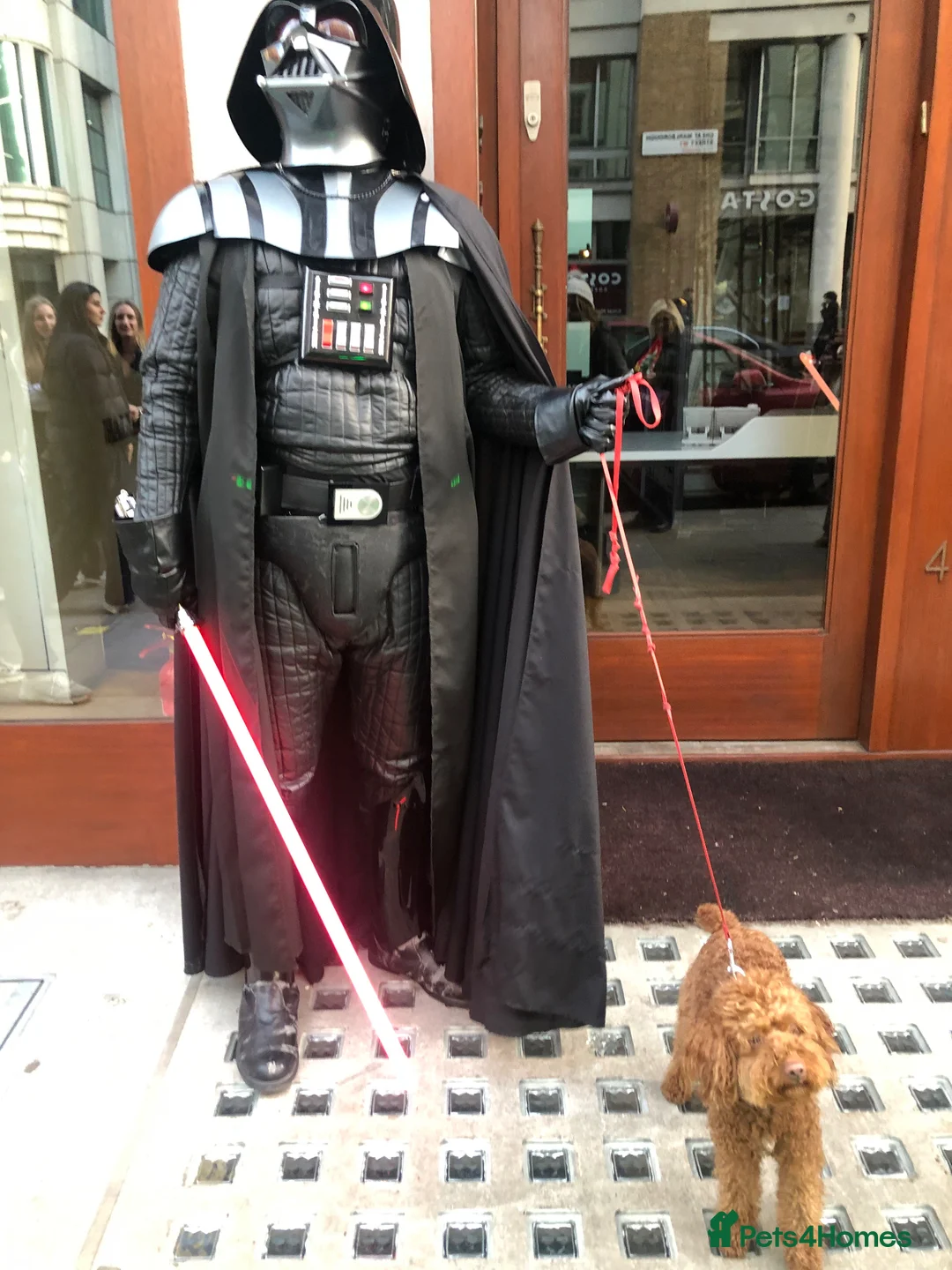 Miniature Poodle dogs for sale: Tan Asian Miniature Poodle - INTACT Male 4yrs old - Advert 2