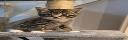 Mixed Breed cats for sale: Playful, cute little baby boy - Advert 2