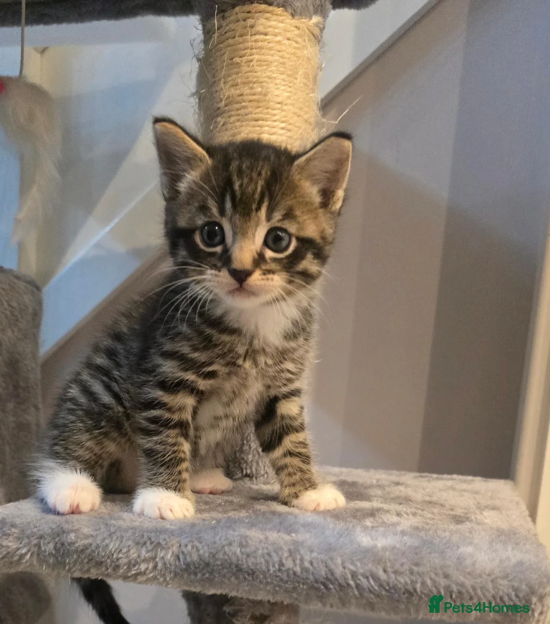 Mixed Breed cats for sale: Playful, cute little baby boy - Advert 2